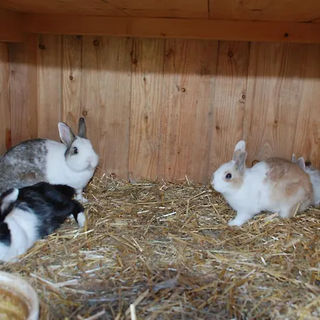 Bio-bauernhof Samerhof Mariapfarr