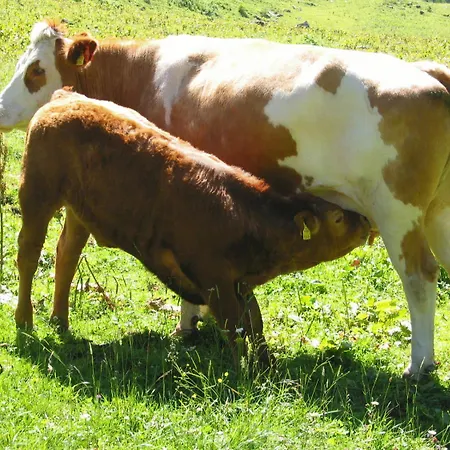 Bio-bauernhof Samerhof *