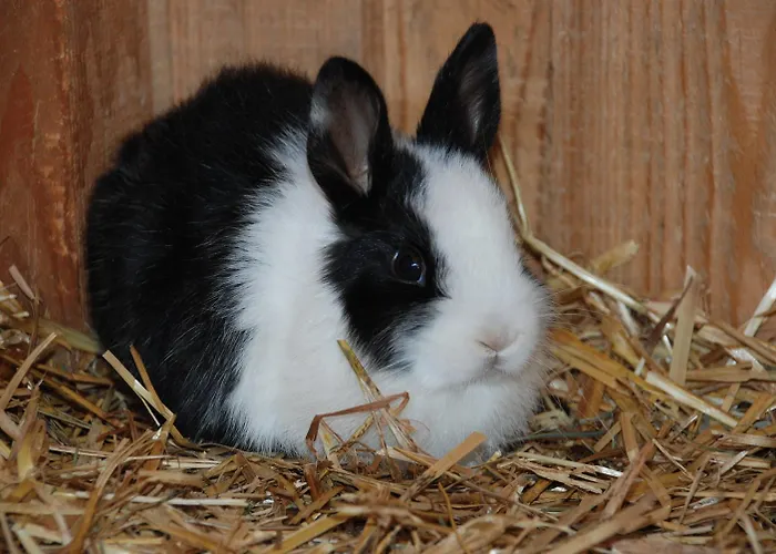 Bio-bauernhof Samerhof * Mariapfarr