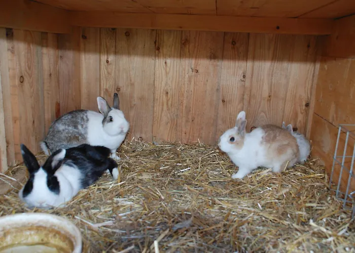 Bio-bauernhof Samerhof Mariapfarr