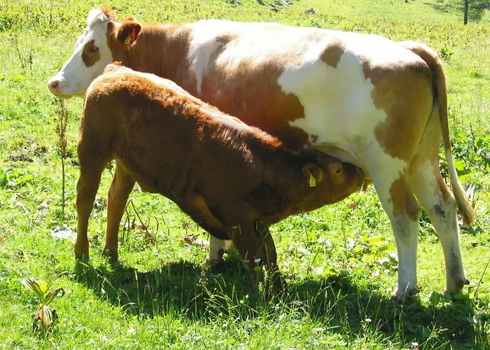 Bio-bauernhof Samerhof *